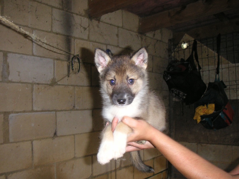 Trébol (ahora se llama Shu) Cachor19