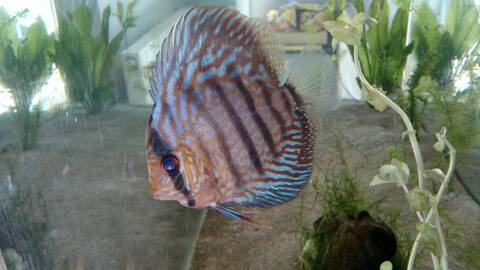 Discus Males Ou Femelles