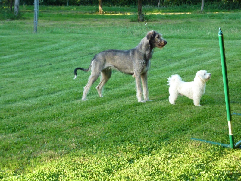 Era l'Irish wolfhound - Page 3 Beaux10