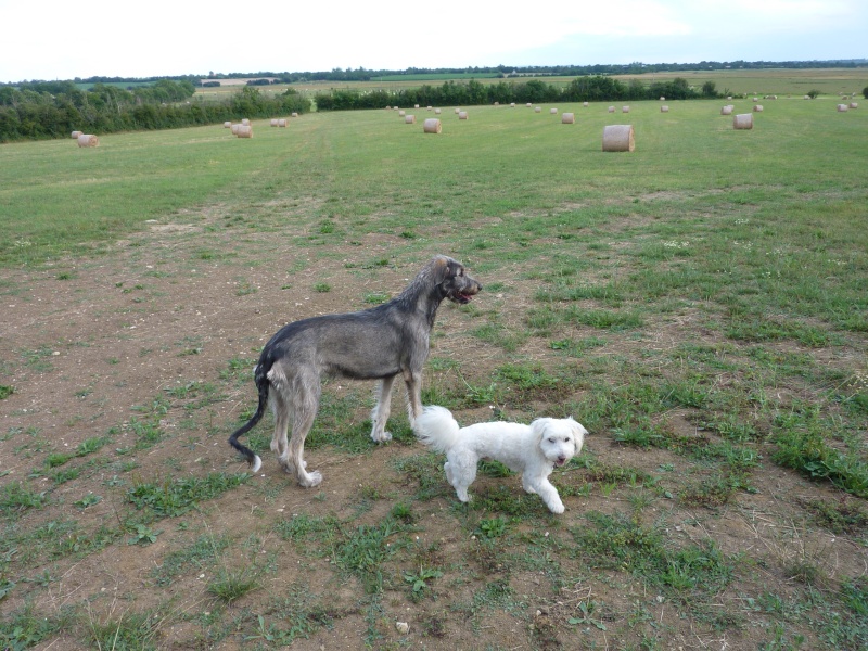 Era l'Irish wolfhound - Page 2 P1010910