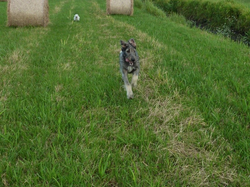 Era l'Irish wolfhound - Page 2 P1010914