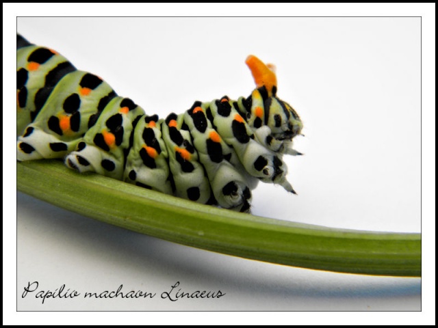 Papilio machaon Linaeus Papili12