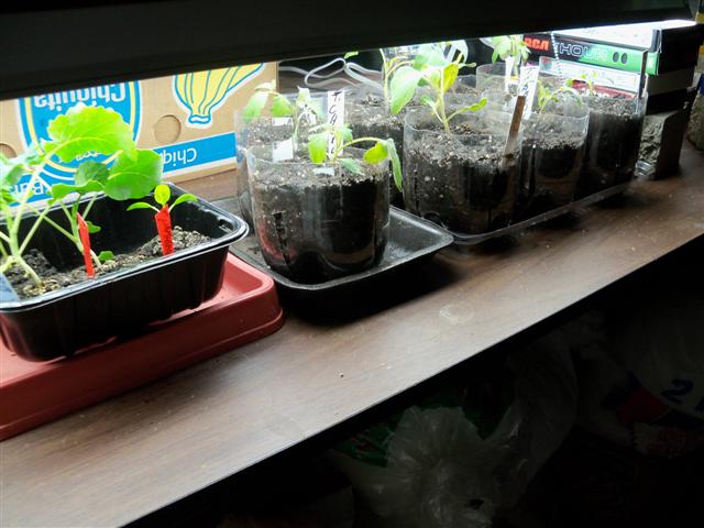 Growing Heirloom Tomatoes 04-27-11