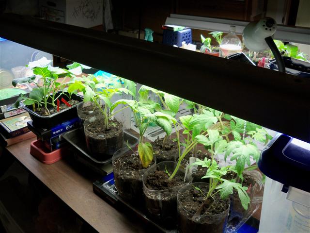 Grow Lights 05-06-11