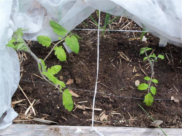 Tomatoes, shallow and deep planted experiment 05-15-10