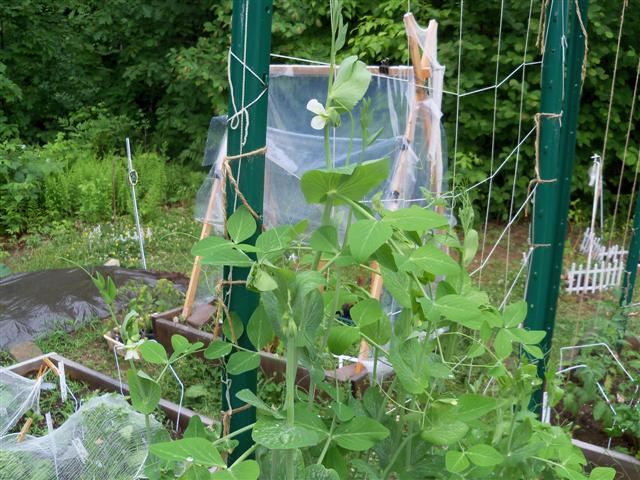 metal fencing for vertical growing 06-05-10