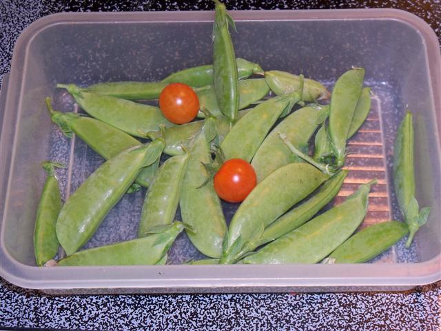 In Maine, my first tomato harvest! 07-16-10