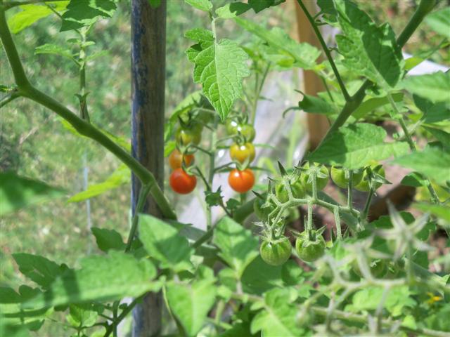 In Maine, my first tomato harvest! 07-16-11