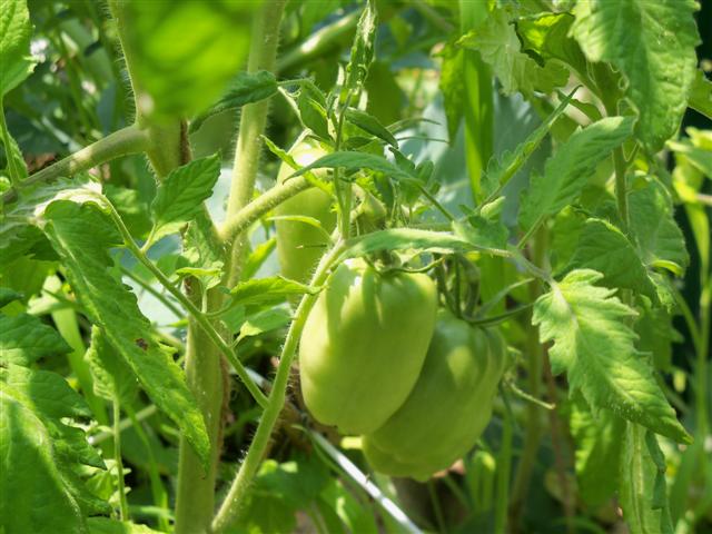 In Maine, my first tomato harvest! 07-16-13