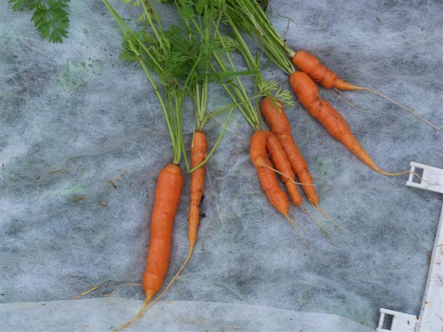 My first carrots picked today, July 19th. 07-19-10