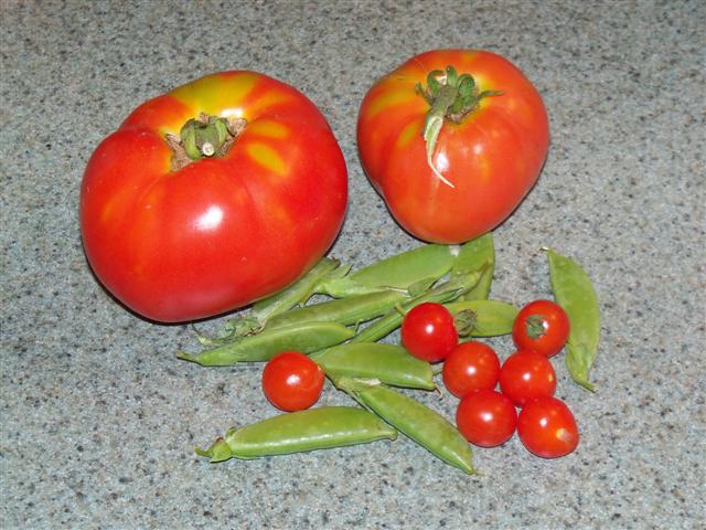 Tomato ripening times 07-21-10