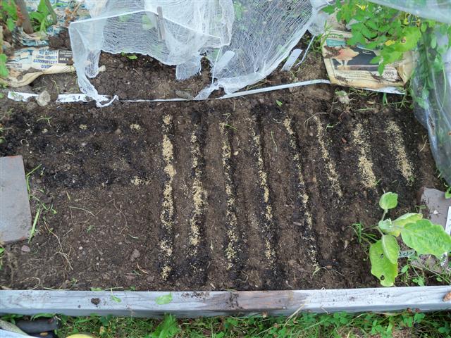 I started my fall crops today. 07-24-12