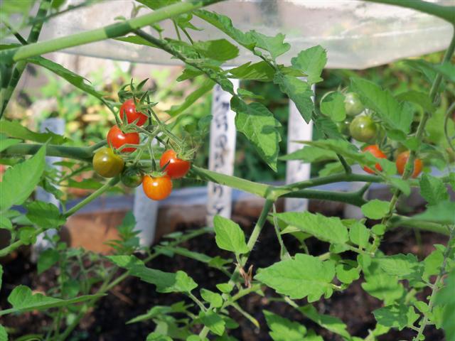 Growing Heirloom Tomatoes 07-28-11