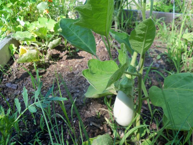 Eggplant 07-28-12