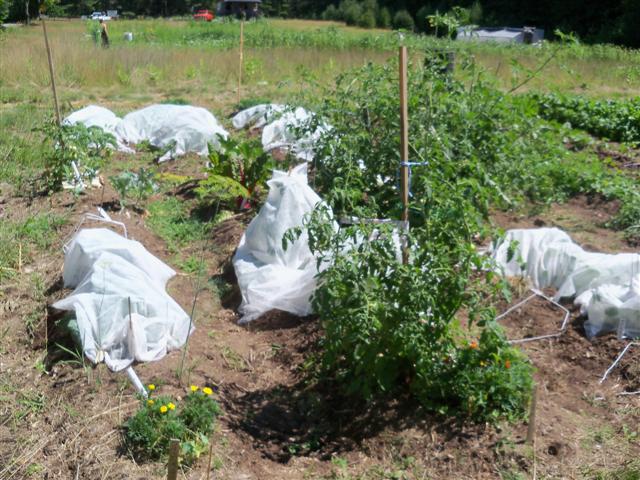 Companion Planting to Control Squash Bugs/Vine Borers 07221010