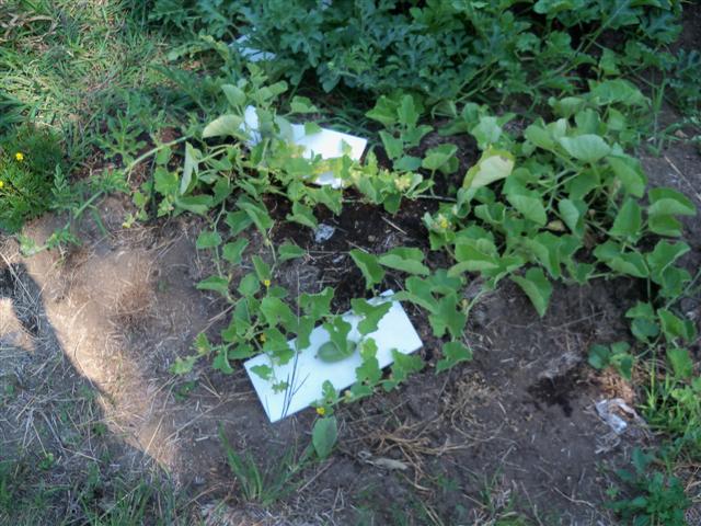 I found a lovely watermelon under the leaves. 08-02-11
