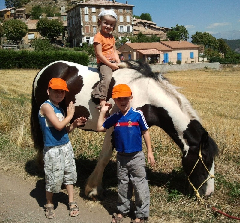 irish cob des nomades Photo017