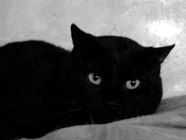 THEO. (noir) FIV + - Page 3 P1170810