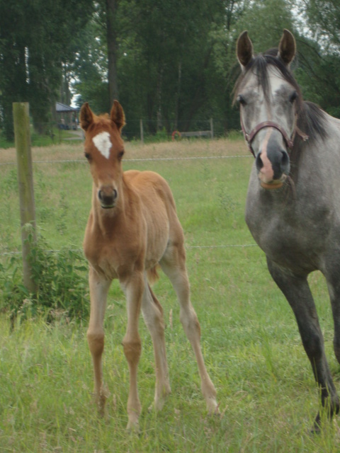 jument pur sang arabe de 5ans pleine pour 2011 Dsc01611