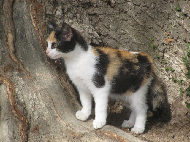 des idées prénom chat ? nouvelle recrue. Saumur15