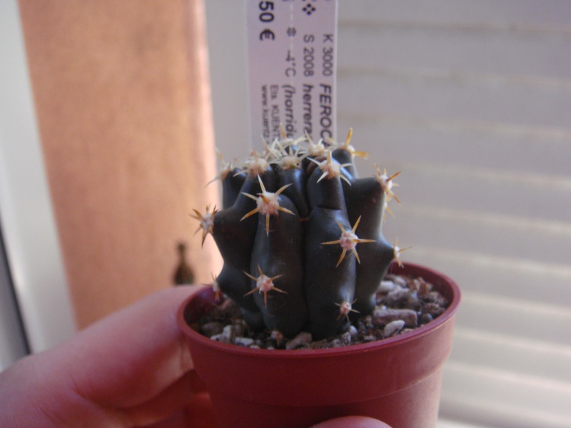 Ferocactus herrerae Dsc00710