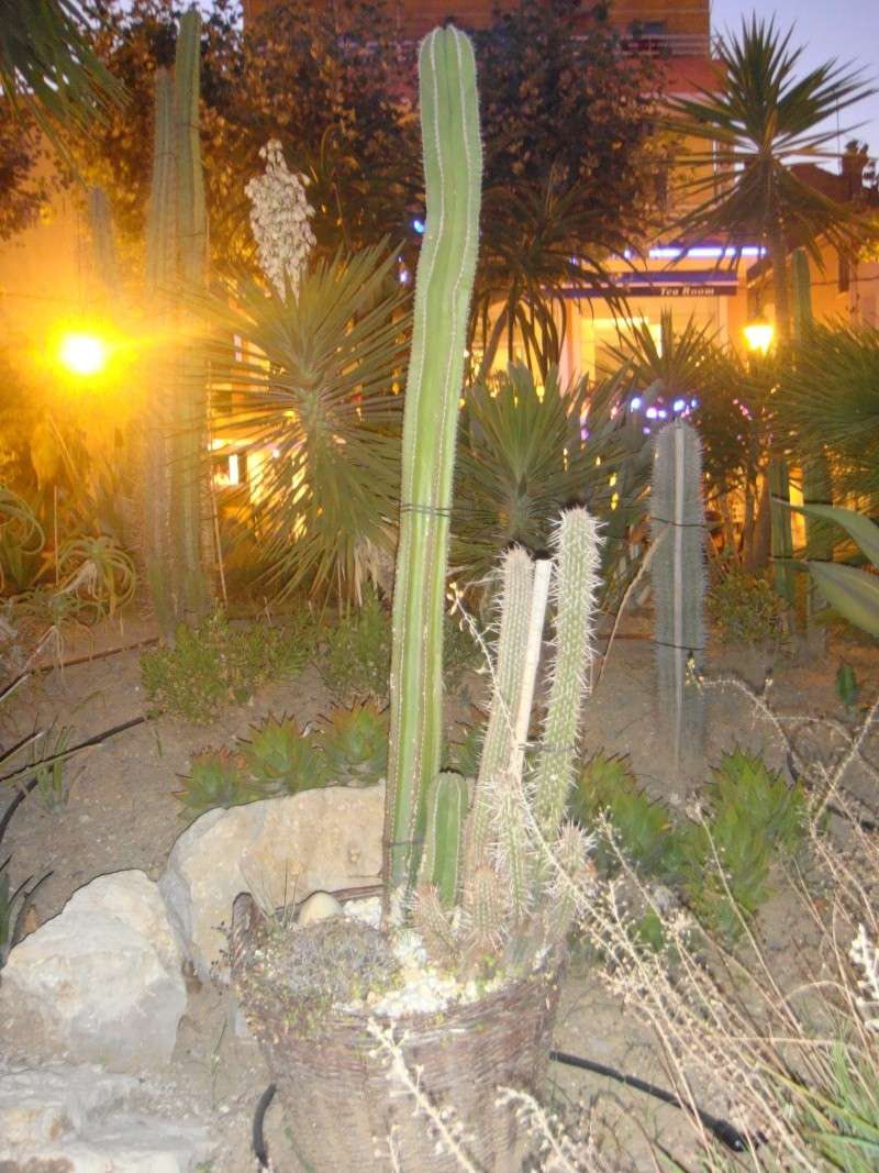 Des jardins mexicain dans la ville :) Dsc00825