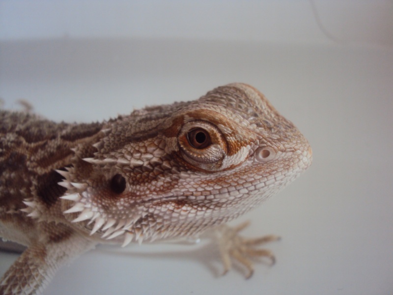 Voila mon petit Orion - Page 2 Pogona10