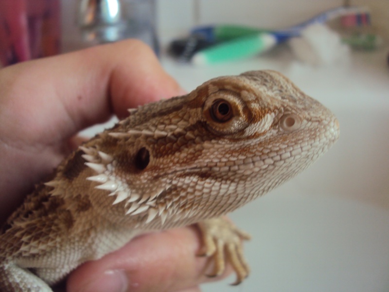 Voila mon petit Orion - Page 2 Pogona12