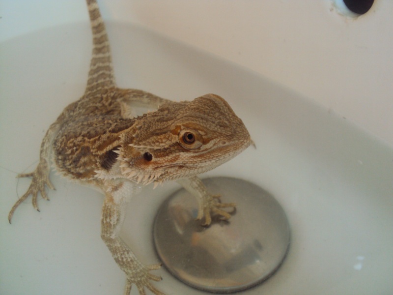 Voila mon petit Orion - Page 2 Pogona13