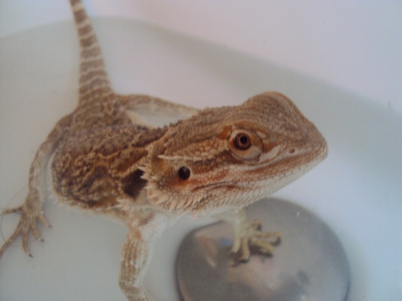 Voila mon petit Orion - Page 2 Pogona14