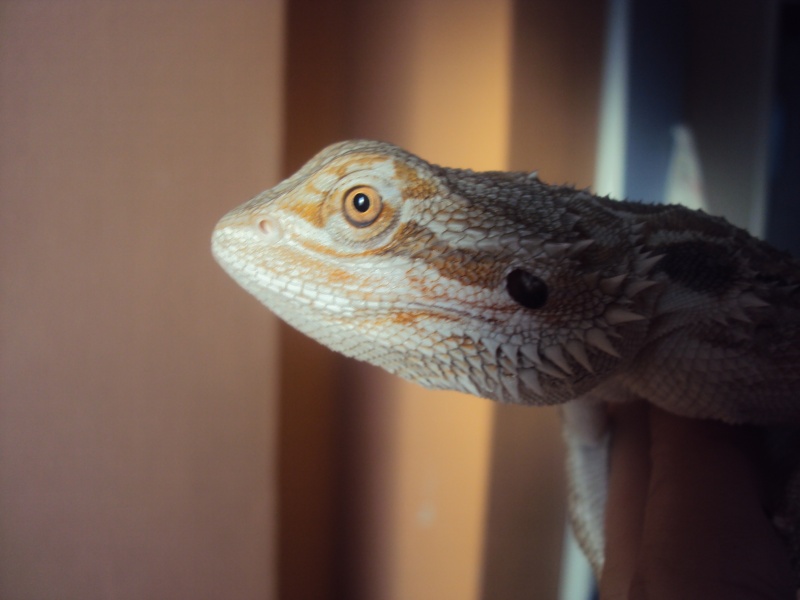 Voila mon petit Orion - Page 2 Pogona17