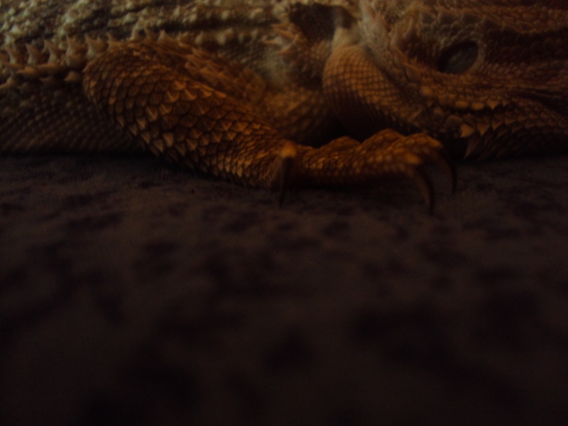 Voila mon petit Orion - Page 2 Pogona18