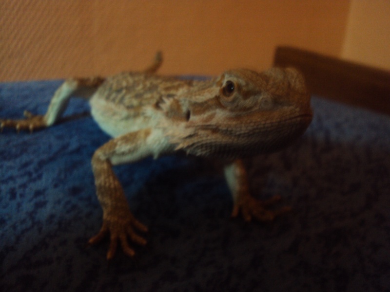 Voila mon petit Orion - Page 2 Pogona19