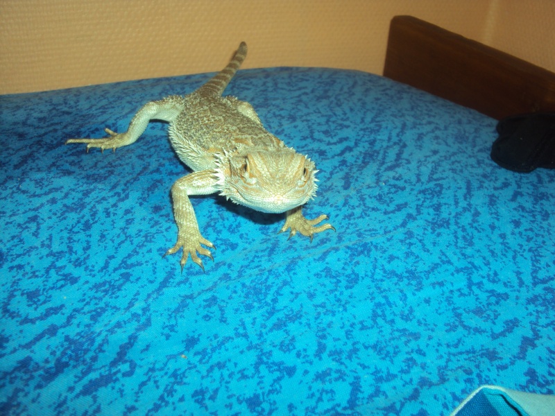 Voila mon petit Orion - Page 2 Pogona20