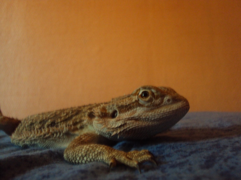 Voila mon petit Orion - Page 2 Pogona23