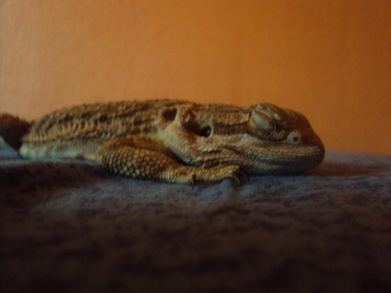 Voila mon petit Orion - Page 2 Pogona24