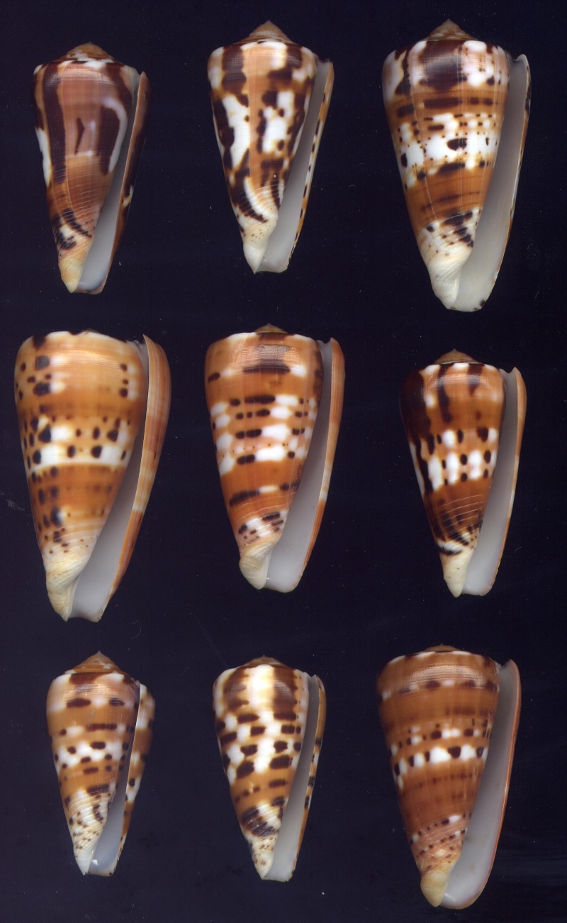 Conus (Pionoconus) barthelemyi Bernardi, 1861 Bathe10