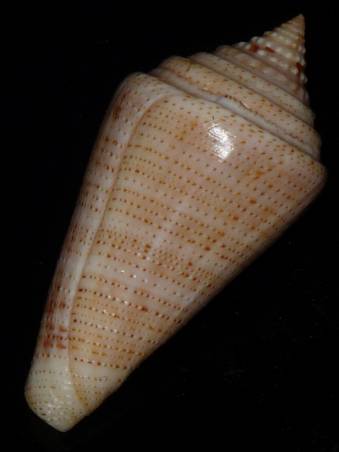 Conus (Stephanoconus) granarius   Kiener, 1847 I0000424