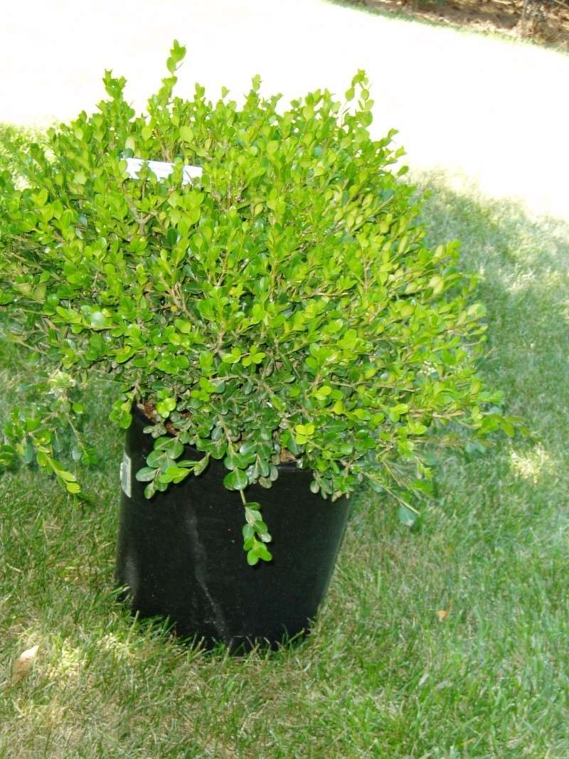 Discount nursery boxwood... Boxwoo10