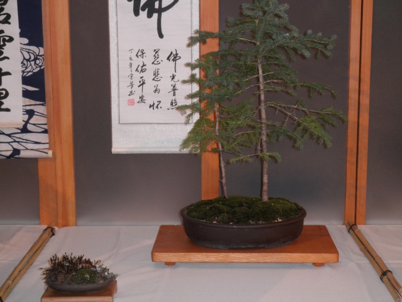 Mid America Bonsai Show @ the Chicago Botanical Gardens P8180075