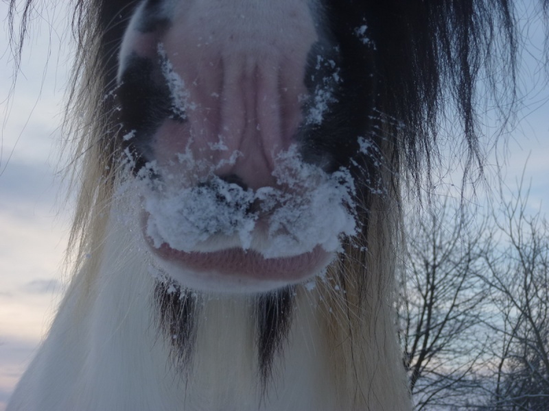 Concours n31 : Nos chevaux en hiver. 0_017a10