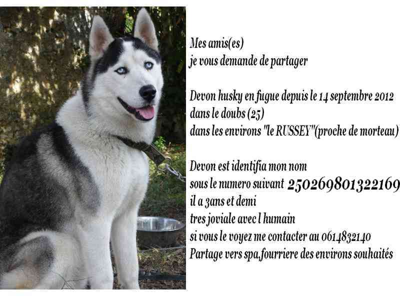 devon husky male de 3ans en fuguue (dept 25)  Devon10