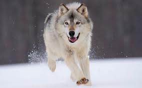 wolf pack ~pick & play~ Gray_w10