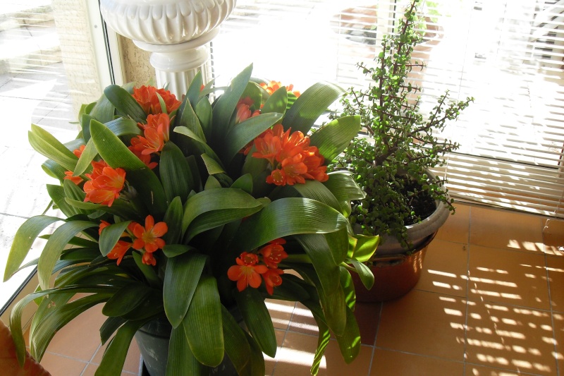 Le Clivia de Prune Sdc10710