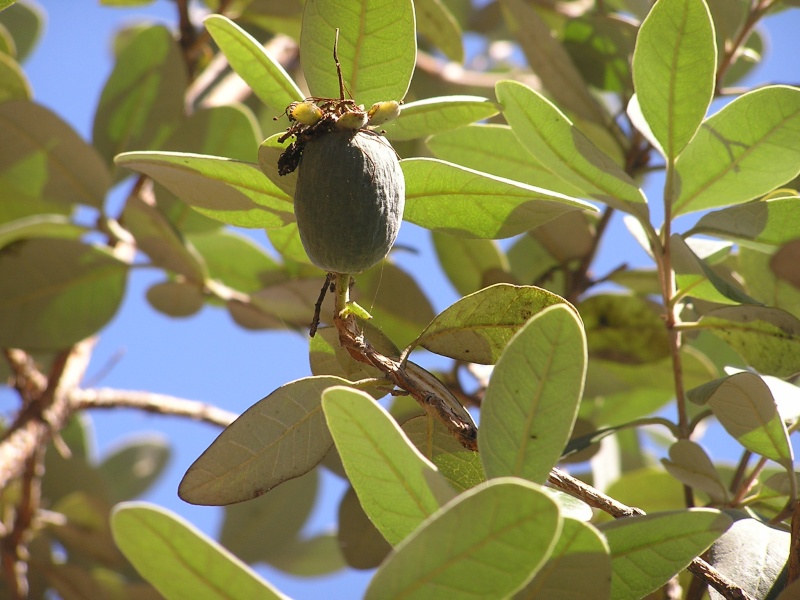 Fruits de feijoa Feijoa10