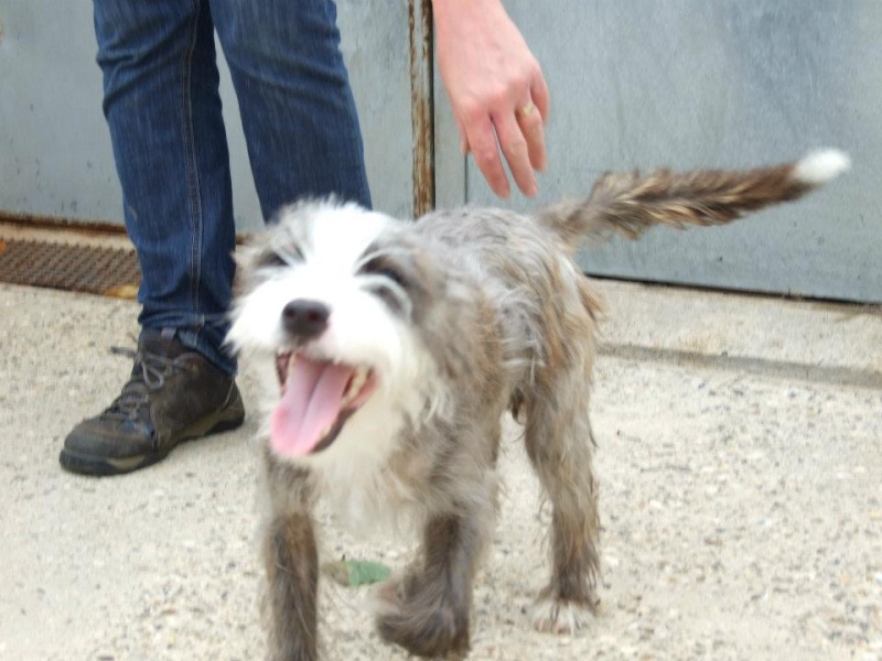 Meet Barney who has found a rescue Barney10