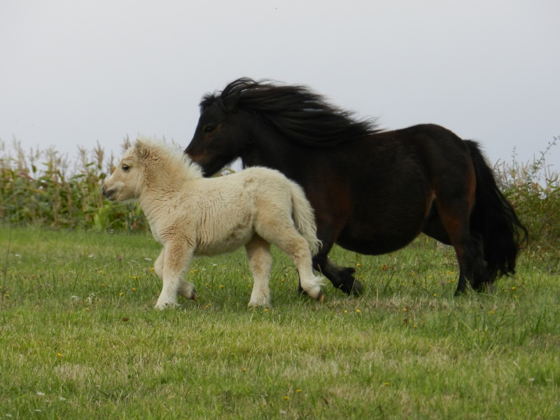 Pouliche mini shetland pp palomino (61) Dscn4630