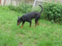 skunk type beauceron (dept 82) Img_4610