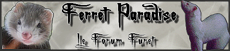 Ferret Paradise [Forum Furets] 12438510