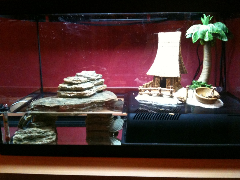 mon aquarium pour mes tortue  Img_0713